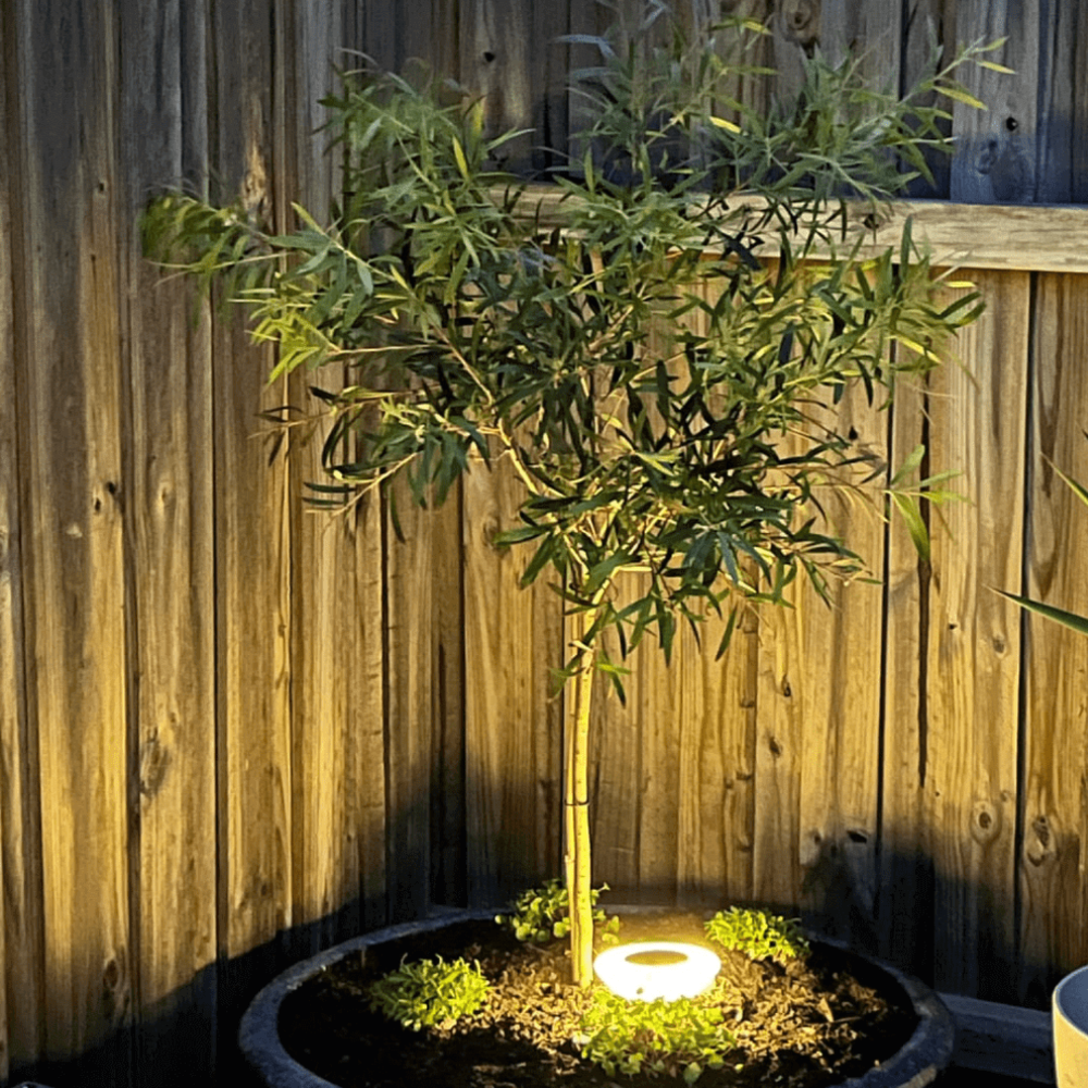 Solar Garden Path Light with Stainless Steel Housing - view 9