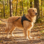 Adjustable Dog Harness and Matching Lead, Four Sizes — product view 2