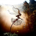 Metal Fairy and Dandelion Garden Stake Decoration — product view 1
